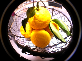 yuzu1.jpg